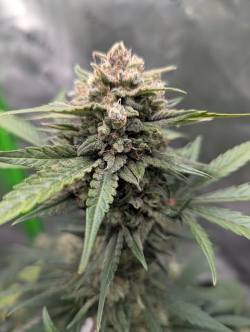 First Grow — flower, day 70