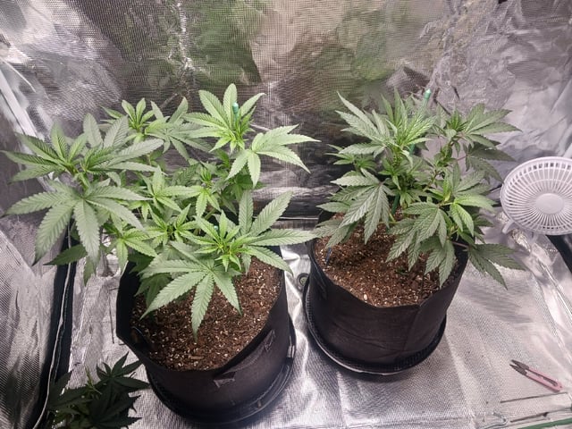 4th Grow
