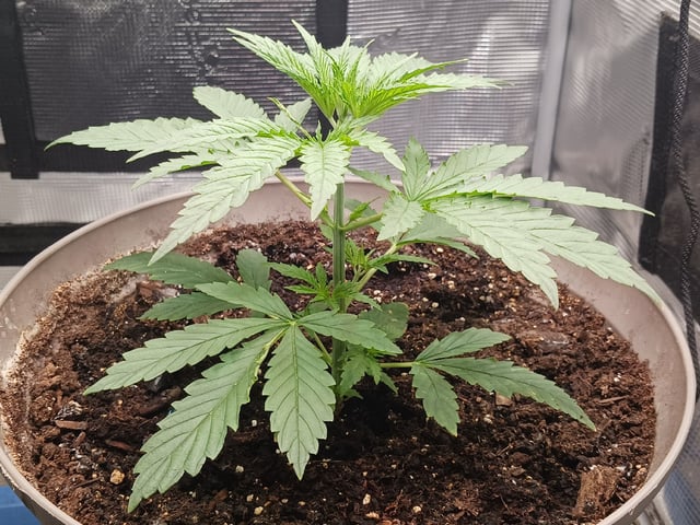 2nd Grow 2026  — vegetative, day 24