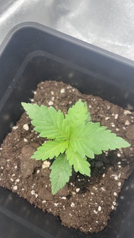 ❄️💚❄️WinterGrow❄️💚❄️ — vegetative, day 16