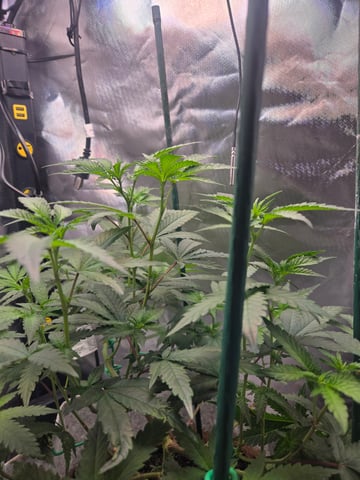 Looking for advice! — flower, day 52