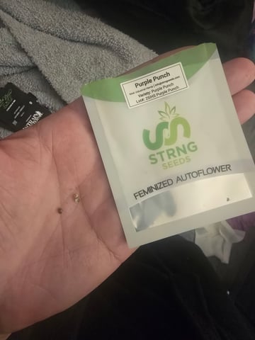 3rd Auto Grow — germination, day 23