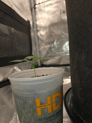 Northern lights #10 2nd plant (Selkies) — vegetative, day 11