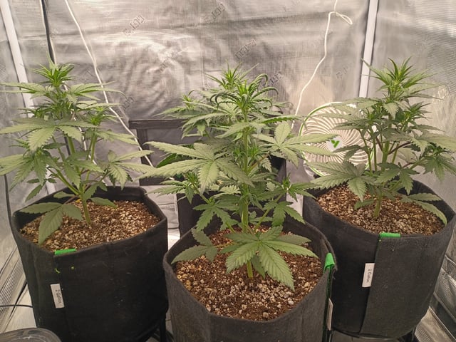 FastBuds-Auto Mix Pack-Quad Mystery — flower, day 1
