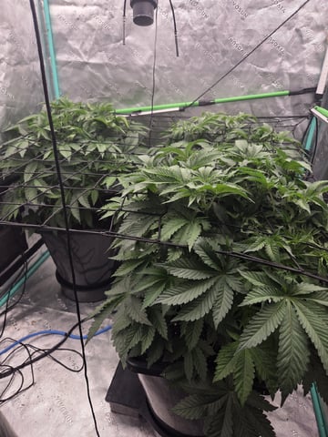 Relentless Genetics Trop Cherry S1 — vegetative, day 23