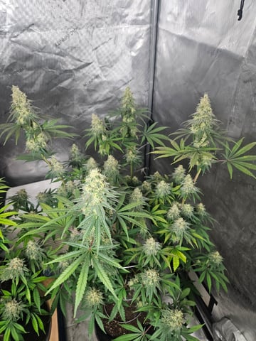 BLACKCHERRY SHERB — flower, day 76