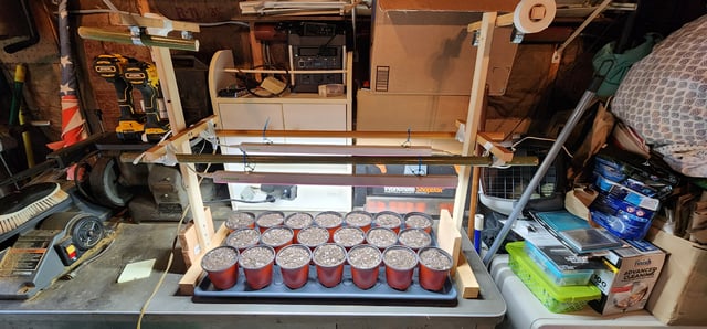 Here We Grow... — seedling_rooting, day 21