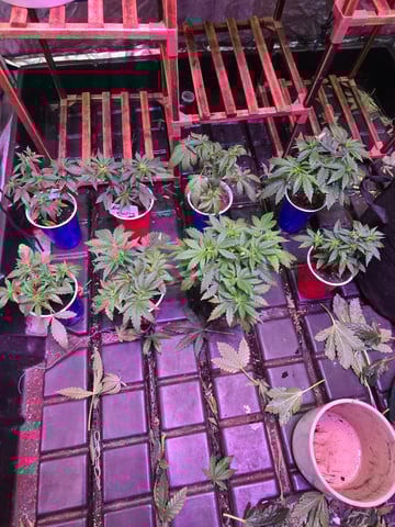 fruitstripe-x-breathworks VS Tropical cherry vs kush cake. vs og haze — vegetative, day 42