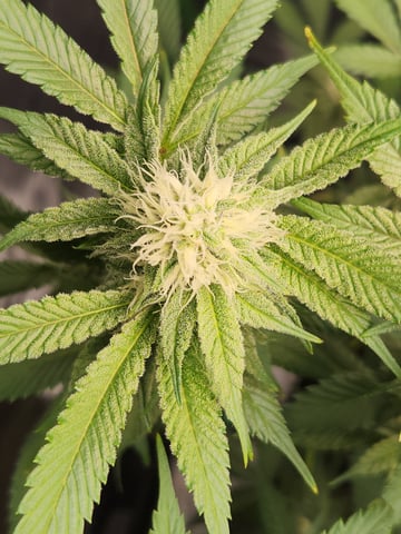 Fat Matt's 1st grow — flower, day 11