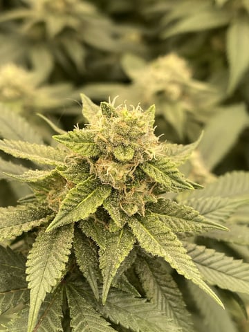 1st Ever Grow (GodFather OG) (Coco) — flower, day 122