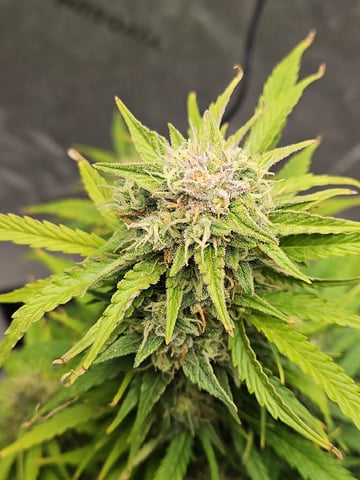 Gorilla Z auto — flower, day 91