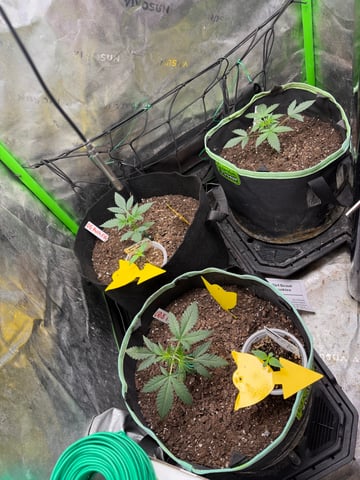 Indoor & Outdoor Grow 6 — vegetative, day 8
