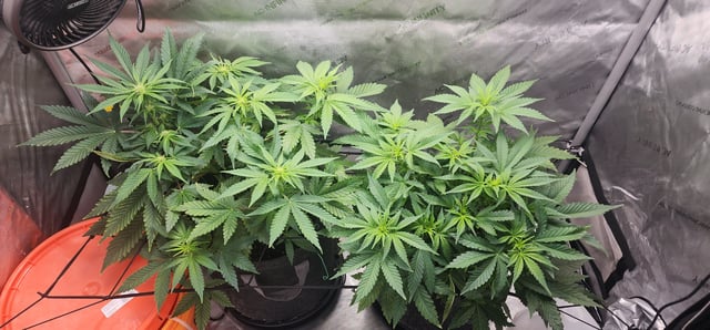 FastBuds Trainwreck Auto — flower, day 42