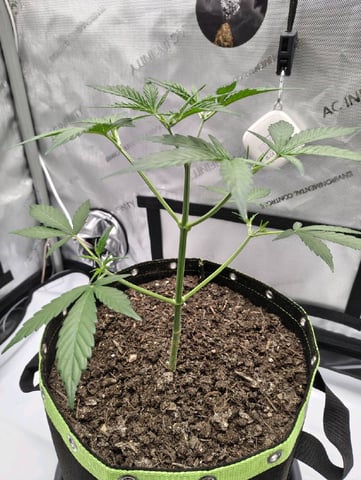 Critical Runtz ( Sensi Seeds ) — vegetative, day 19