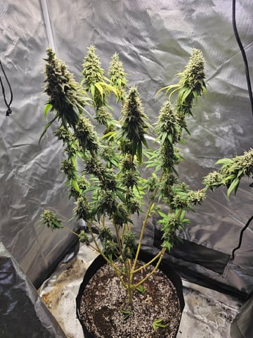 Jenny Kush photoperiod