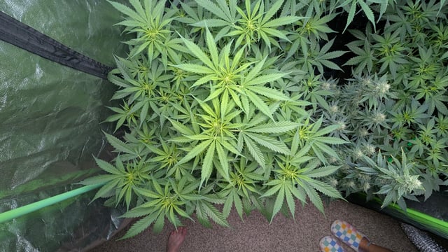 Strawberry Cheesecake Seedsman Seeds Autoflowers x2 — flower, day 50