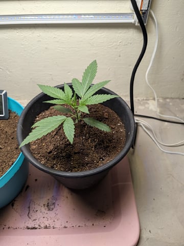 Apple Betty — vegetative, day 5