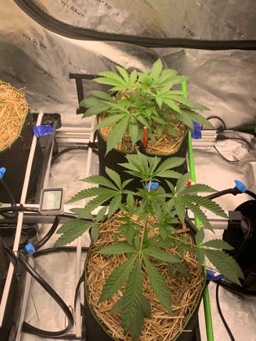 Six  — vegetative, day 34