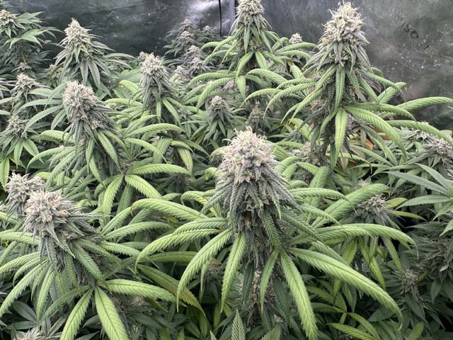 7 Strains 14 Plants  — flower, day 134