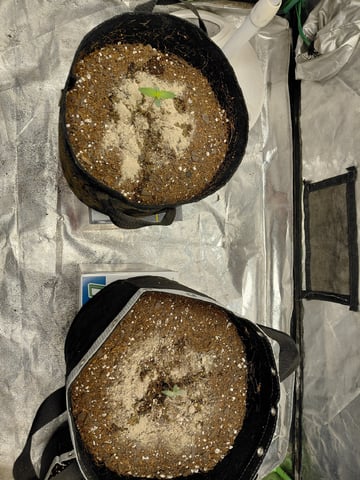 my first grow  — seedling_rooting, day 9