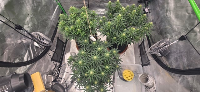 Smooth Nuggies (the future #1 & Pruple widow ) — flower, day 19