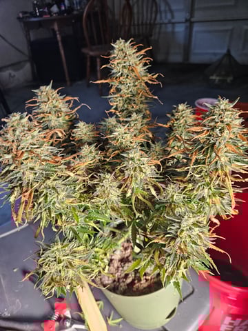 3 bears auto flower 