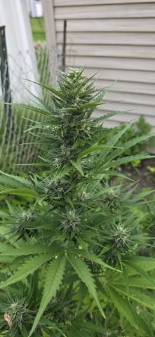 Watermelon Auto — flower, day 64