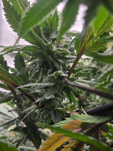 First Grow — flower, day 94