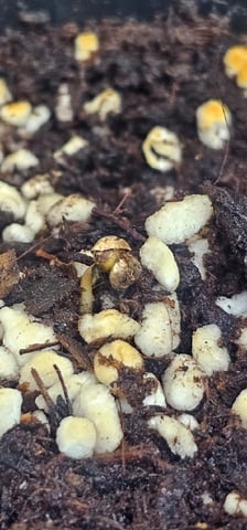 Bruce Banner — seedling_rooting, day 7