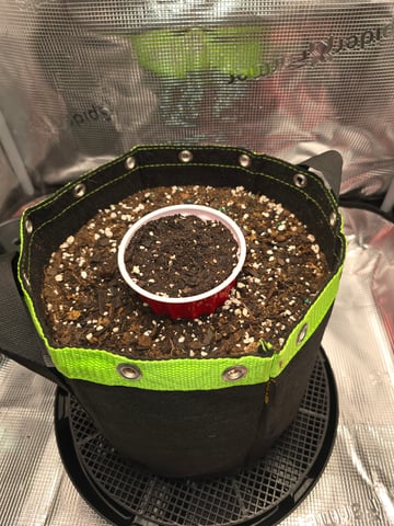 blue dream auto — grow_setup, day 4