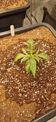 New Strains — vegetative, day 26