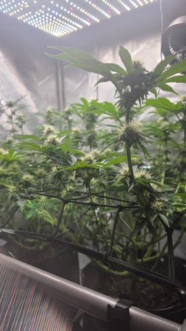 ethos genetics  — flower, day 92