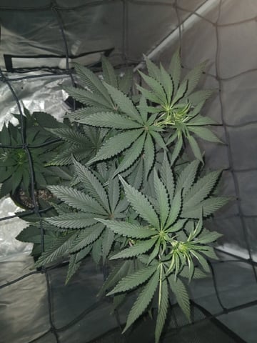 CountryG  — flower, day 94