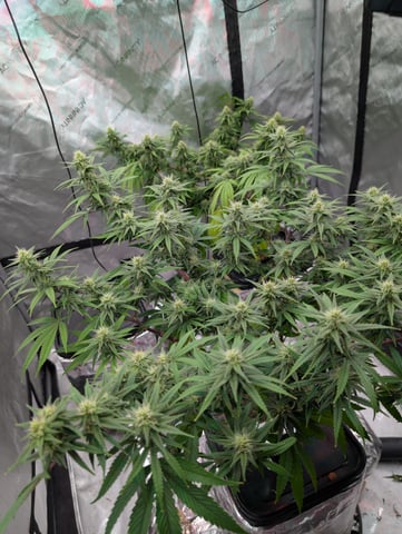 Black African Magic — flower, day 93