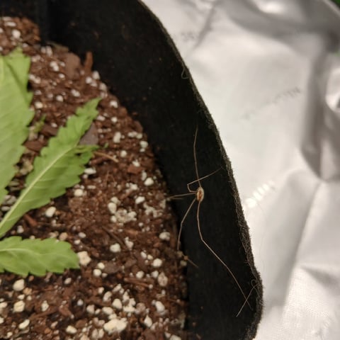 run #3 — vegetative, day 130