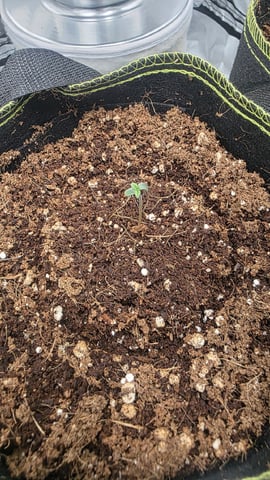 Gorilla Crack — seedling_rooting, day 5