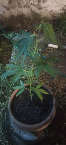 Prentwins — vegetative, day 71