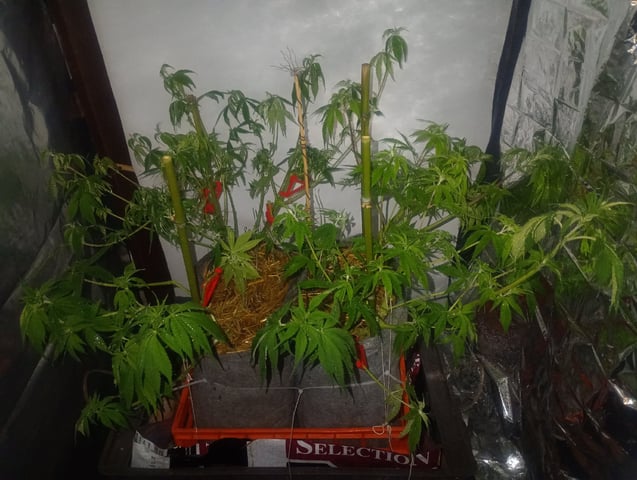 Tia Maria — auto, day 62