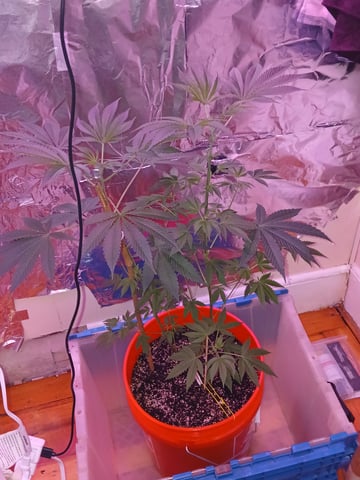 triangle kush  — vegetative, day 22