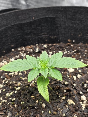 Northern lights #10 (Alaska) — vegetative, day 9