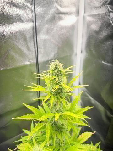 test 1 vanilla gelato — flower, day 42