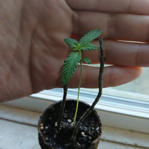 run #3 — flower, day 96