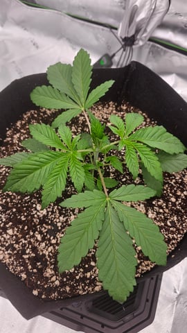 first grow — vegetative, day 22