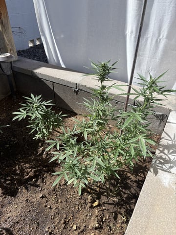 Fast Buds Auto And Special Queen Auto — flower, day 54