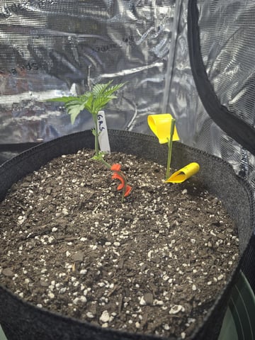 Grow 1 2026 Gelato Rainbow Sherbert  — vegetative, day 13