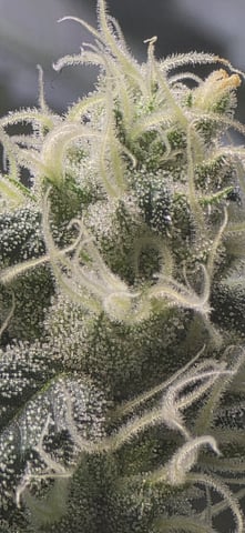 strawberry guava bx — flower, day 5