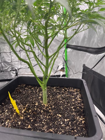 tropicana cookie purple  — flower, day 45