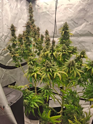 Do Si Dos -Cookies — flower, day 113