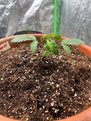 Lavender and Anesthesia Auto — vegetative, day 47
