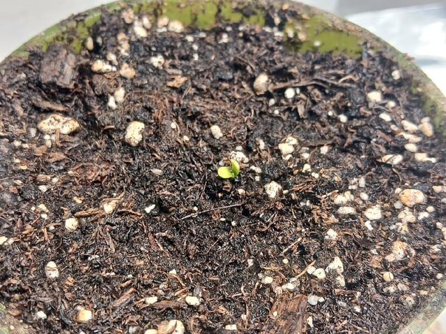 Gorilla Sherbert Feminized From Blimburn Seeds  — seedling_rooting, day 12